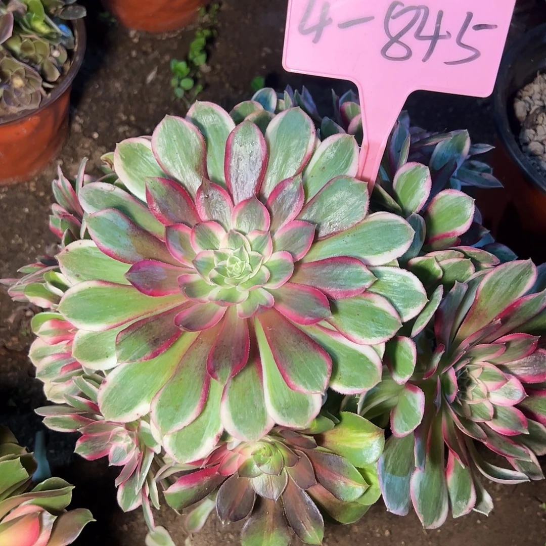 4-845孔雀翎多肉法师