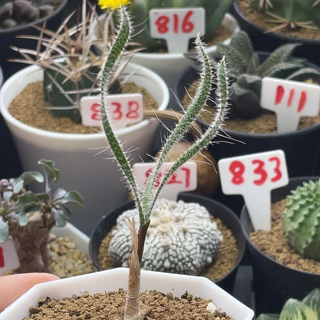 实生金刚钻弹簧草 带盆土包邮