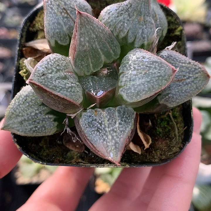 楼姬一物一拍带盆