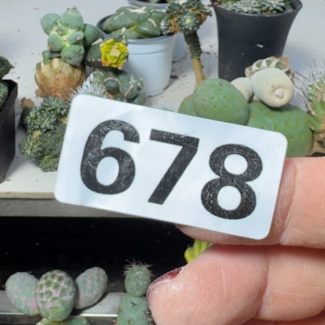 【闪购商品】无花朵灵***师鹅蛋锦678