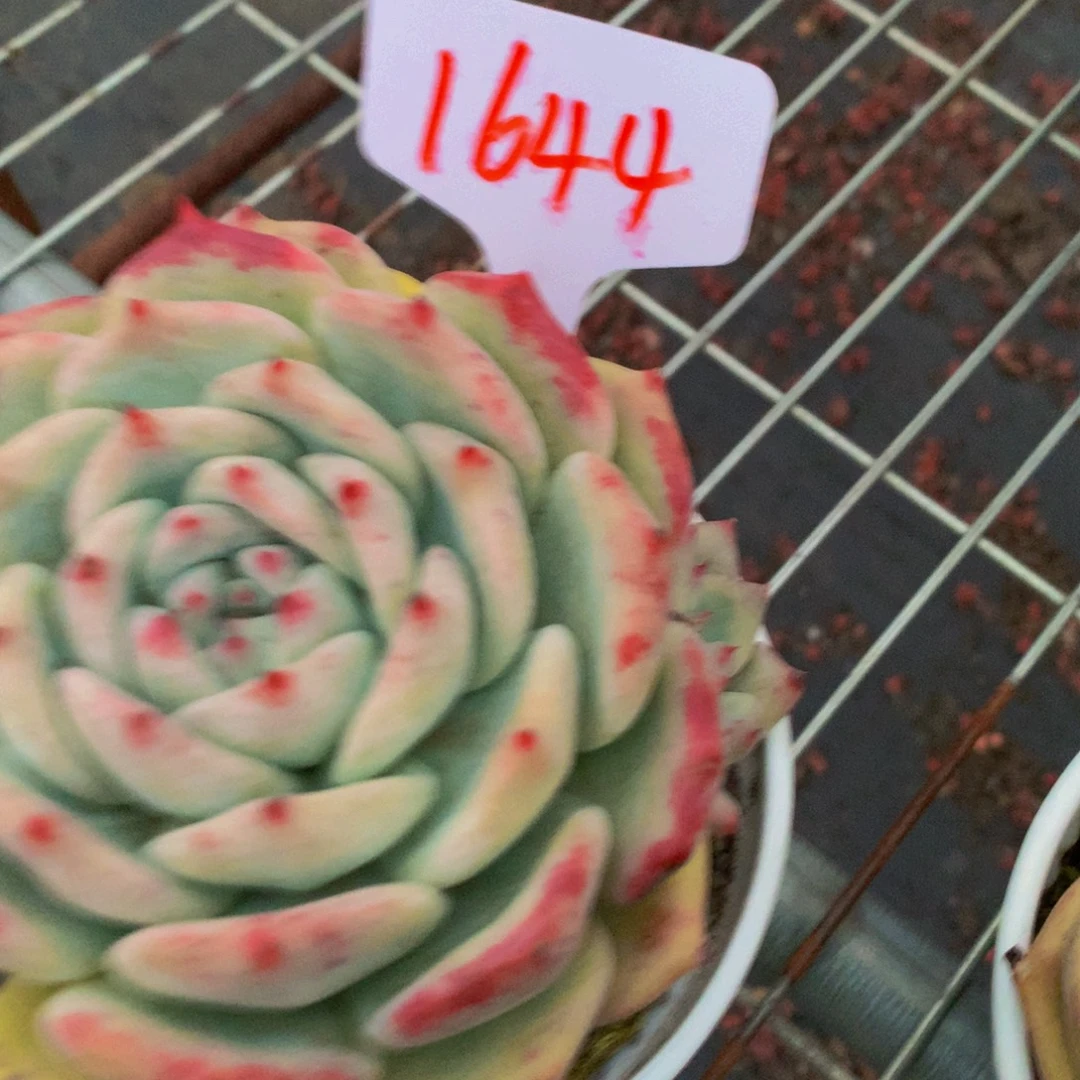 一物一拍1644-510