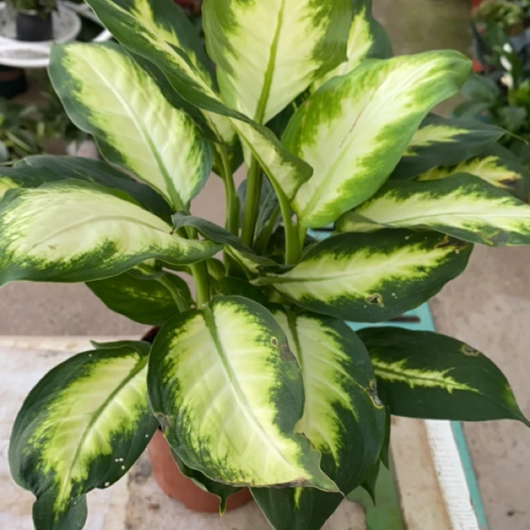 粉代万年青绿植室内净化空气好养盆栽