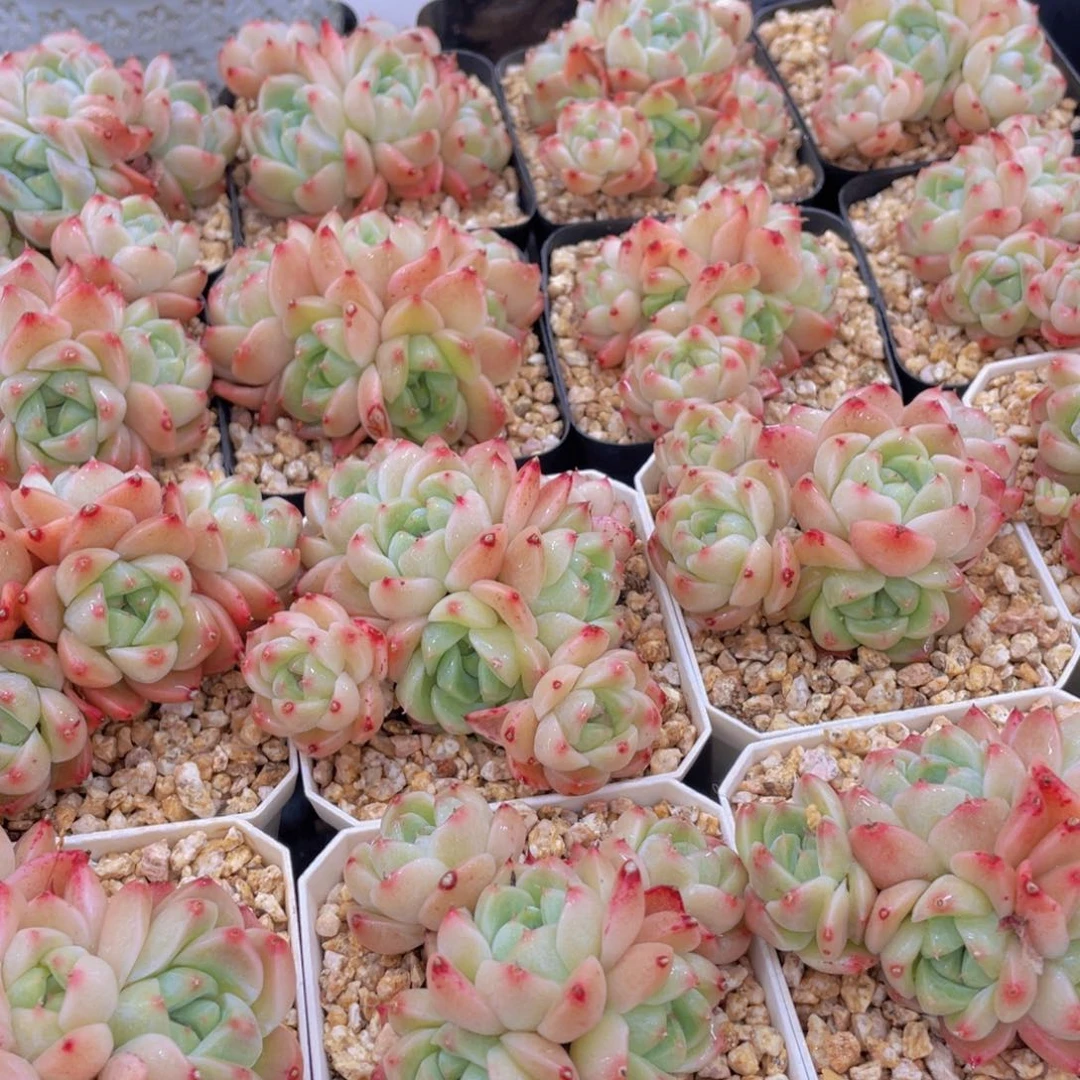 量拍10号 西施佳人大群生五头起一个