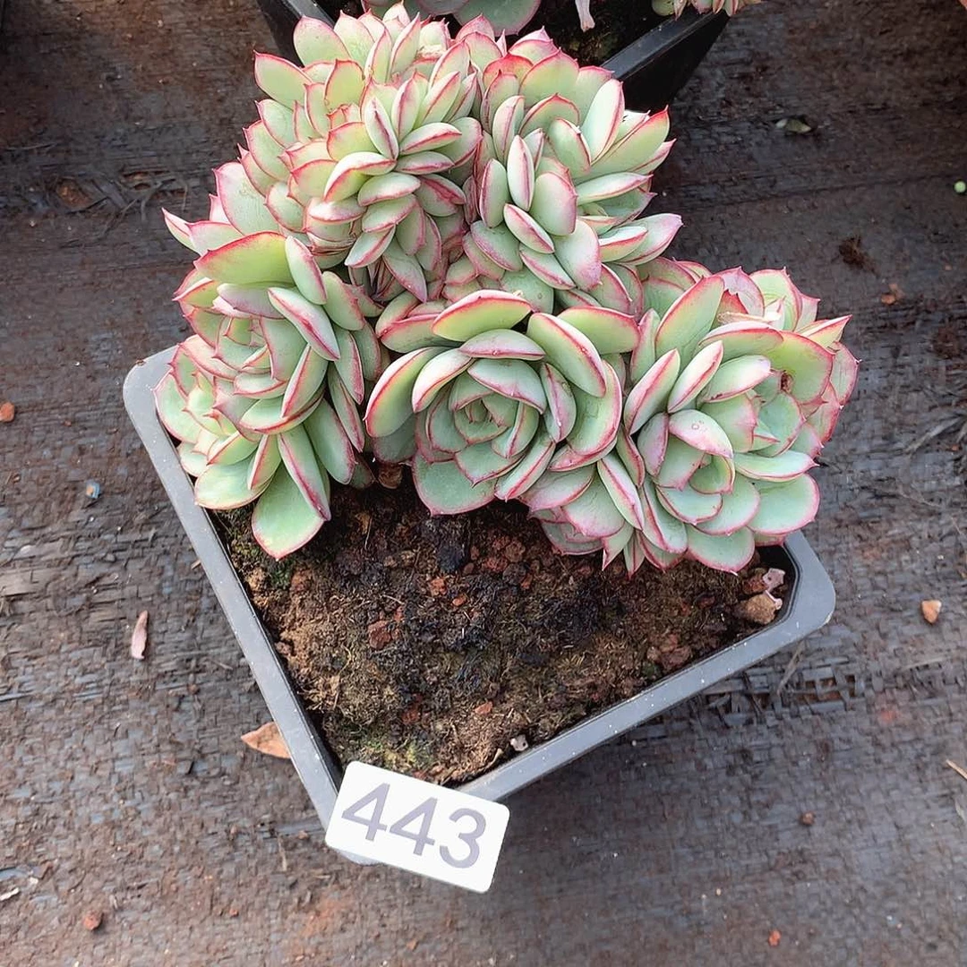 443牡丹亭 一物一拍多肉