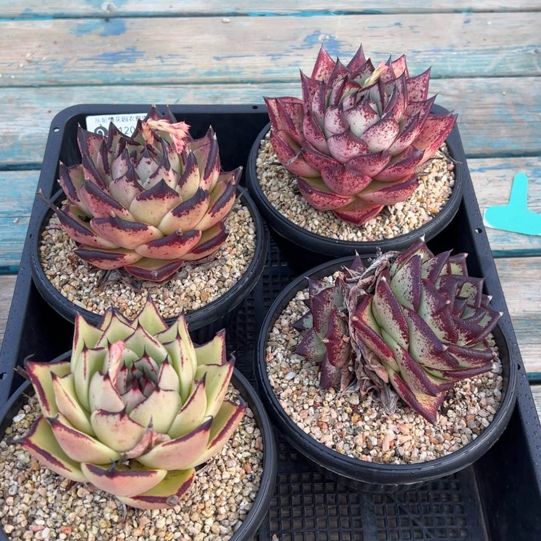 从前慢多肉精选编号0120.9