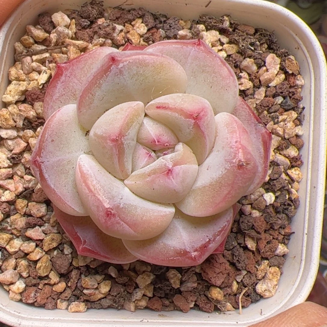 小*嗝165 多肉植物组合盆栽