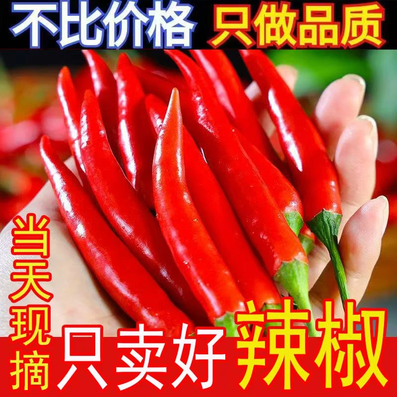 新鲜小米辣现摘特辣小米椒可用于餐饮调味的蔬菜辣椒