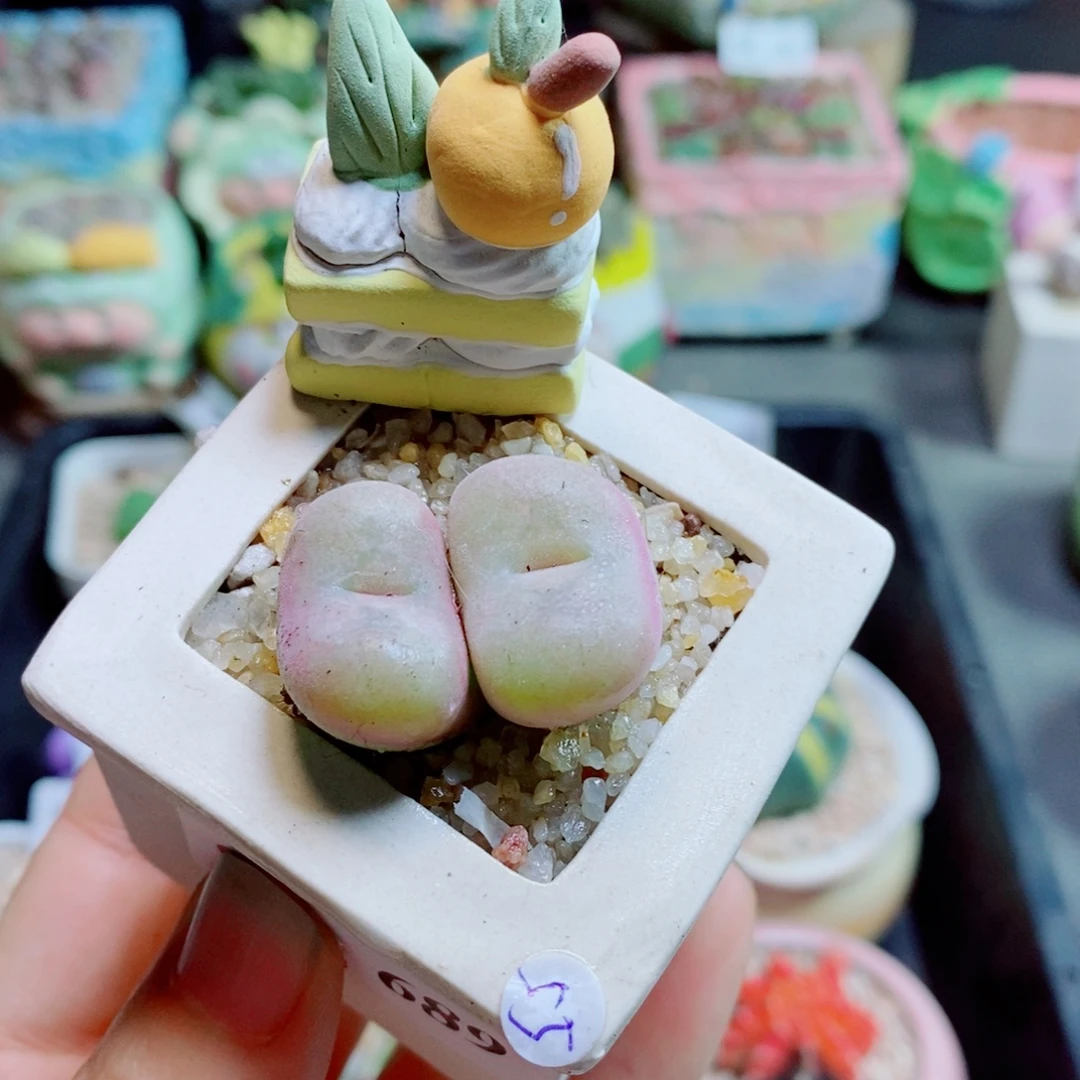 生石花花花花花花花花689