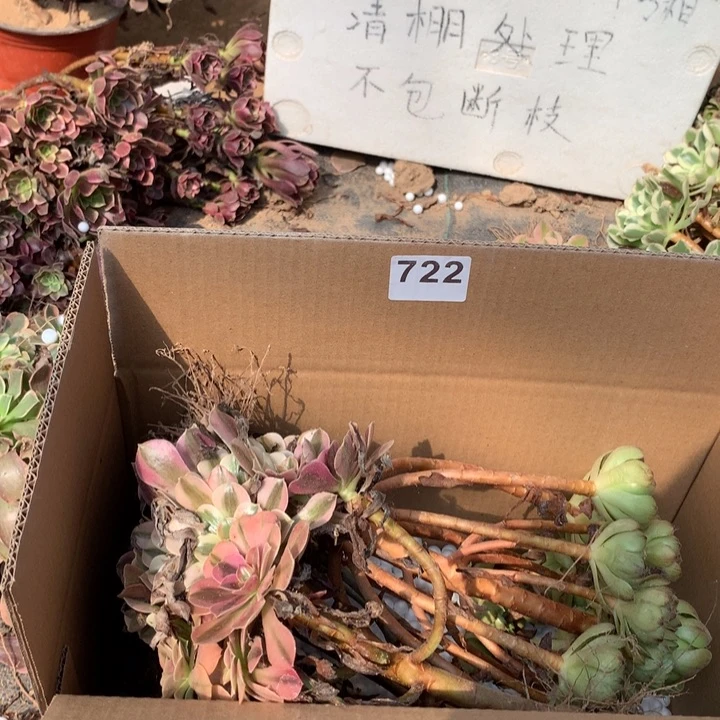 722三颗法师多肉
