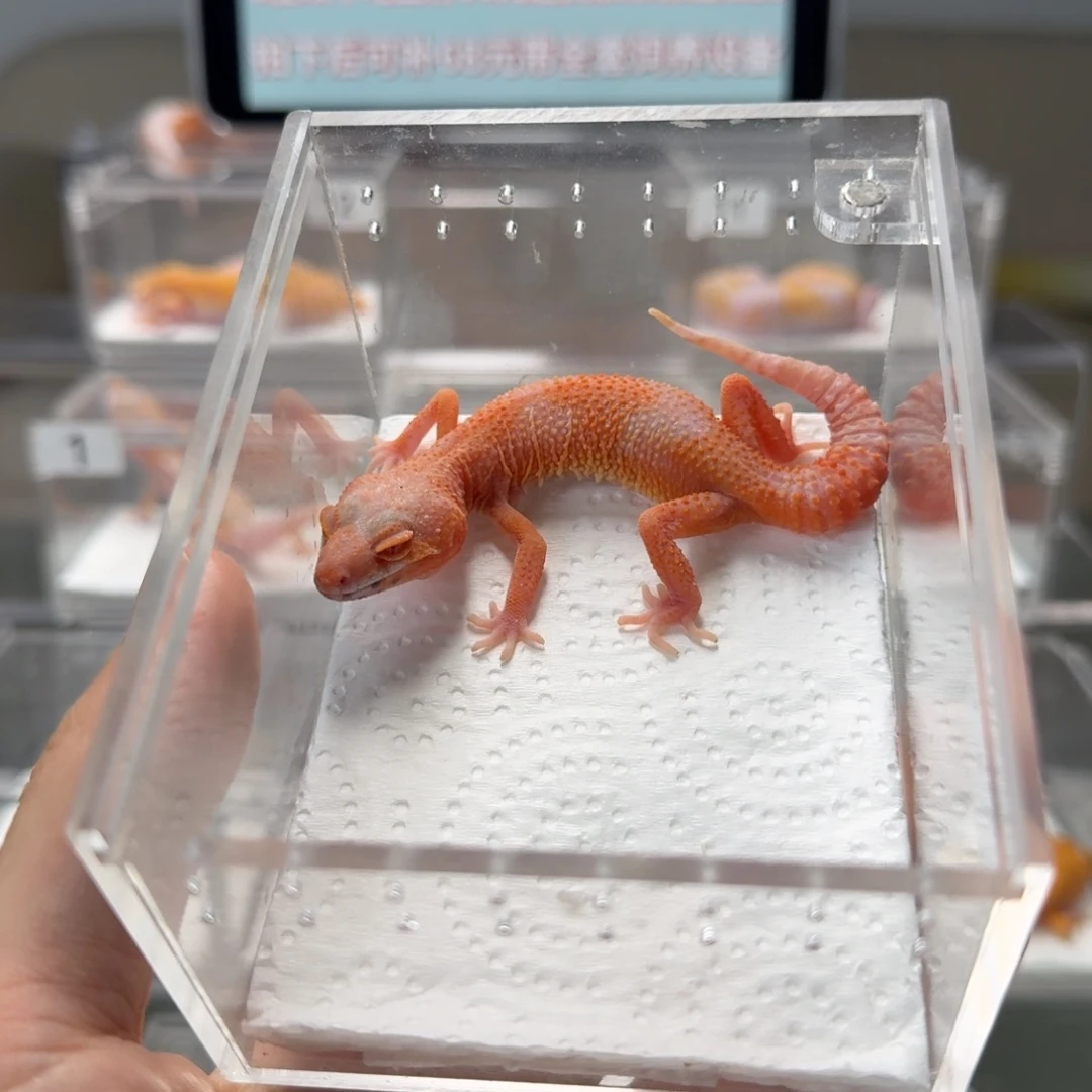 豹纹守宫贝尔蜜桔妹妹