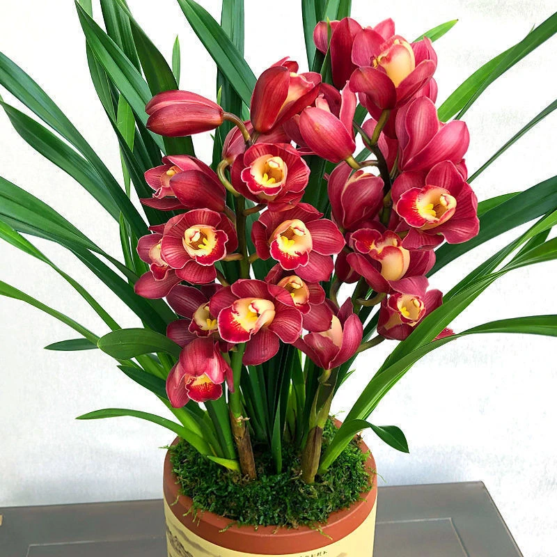 兰花大红袍兰花花卉6苗大爆盆不带花苞鲜花水培花卉年宵花浓香型