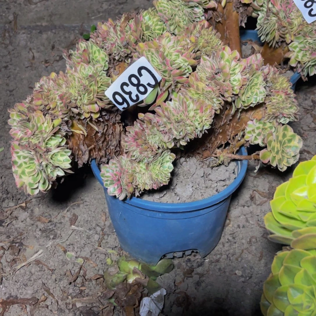 半糖荔枝法师28–/39包邮