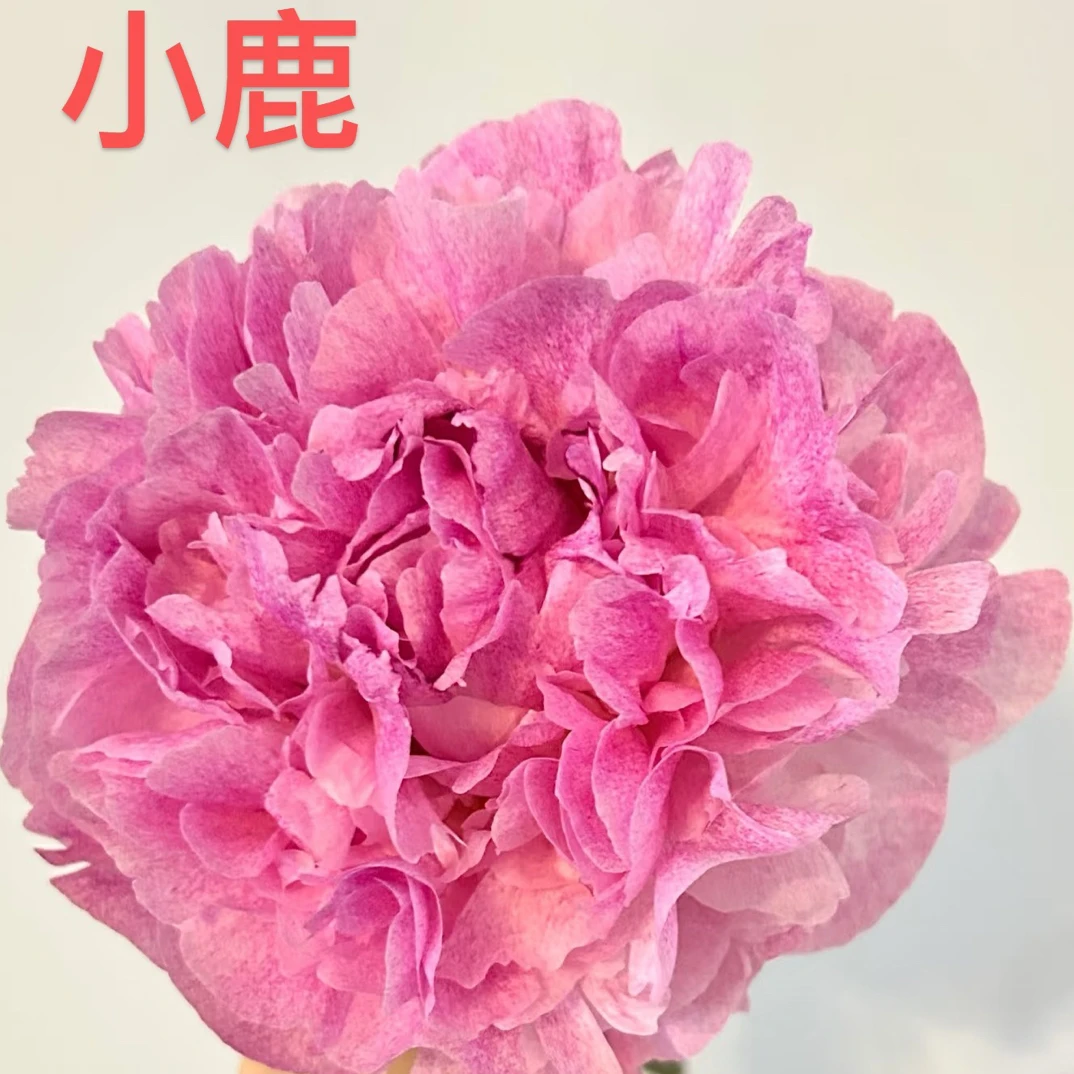 精品芍药花 独家记忆 小鹿