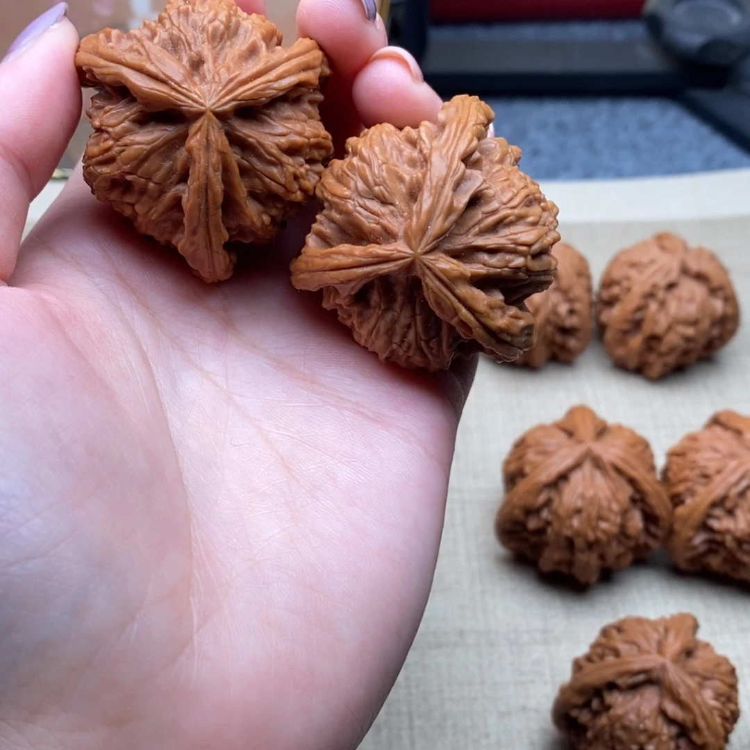 杨*＊白狮子1111111111