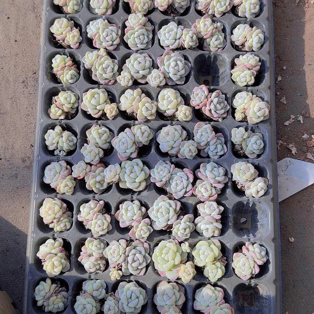 翡翠冰玉大土球72颗带拖地