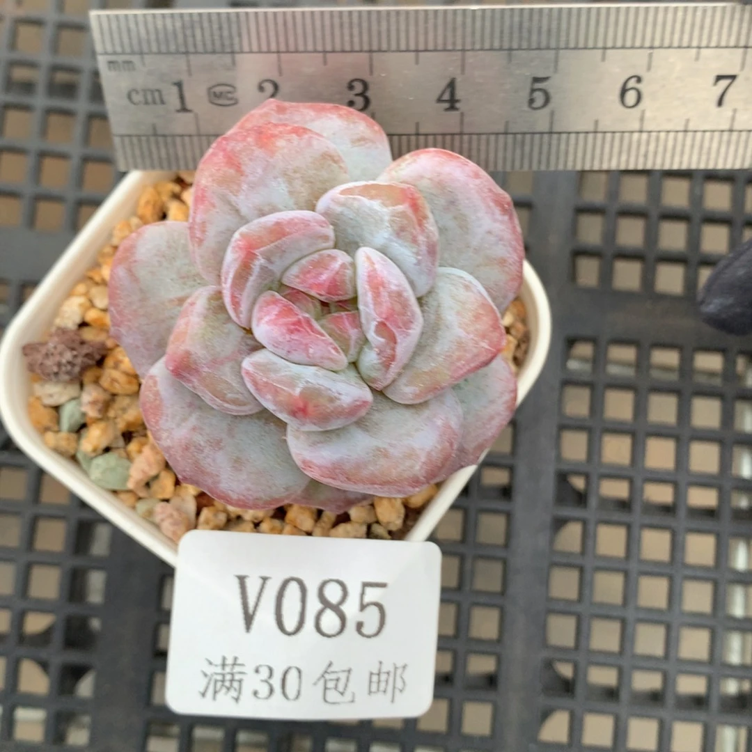 85。花朵脸石化石榴籽星影。