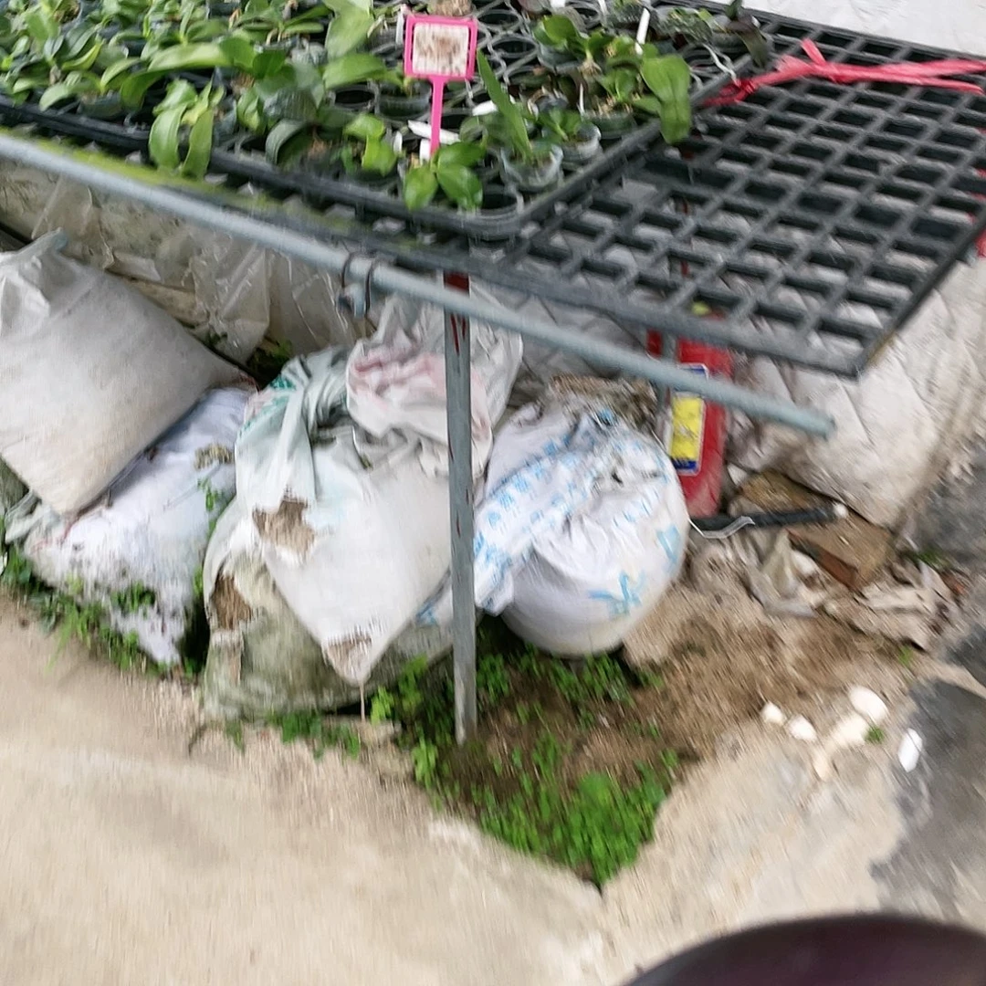 Ｄ***调当前无花栽培后可以开花