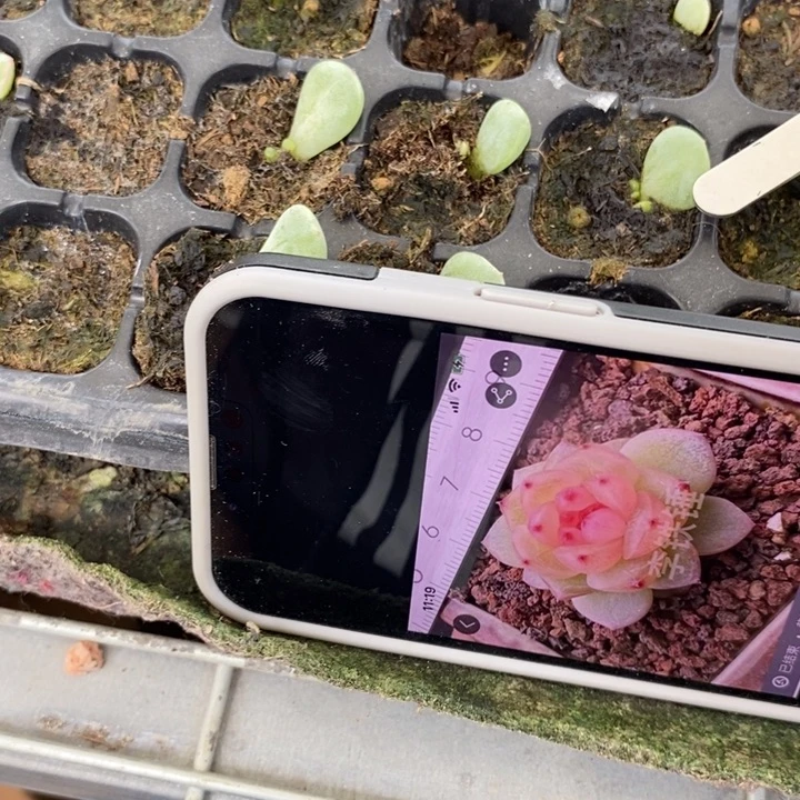圆圆拍2芽苗一个多肉