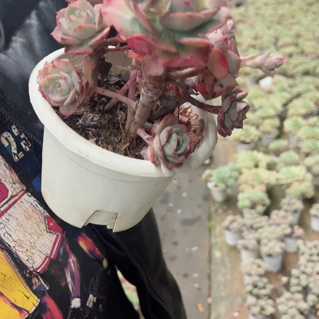 克罗蒂亚玫瑰多头160杯多肉