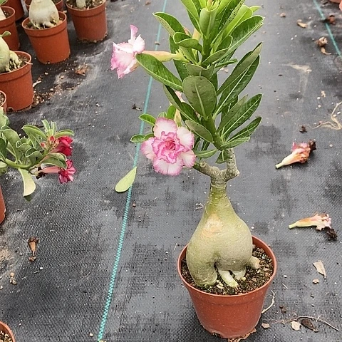 【闪购商品】无花朵往***零