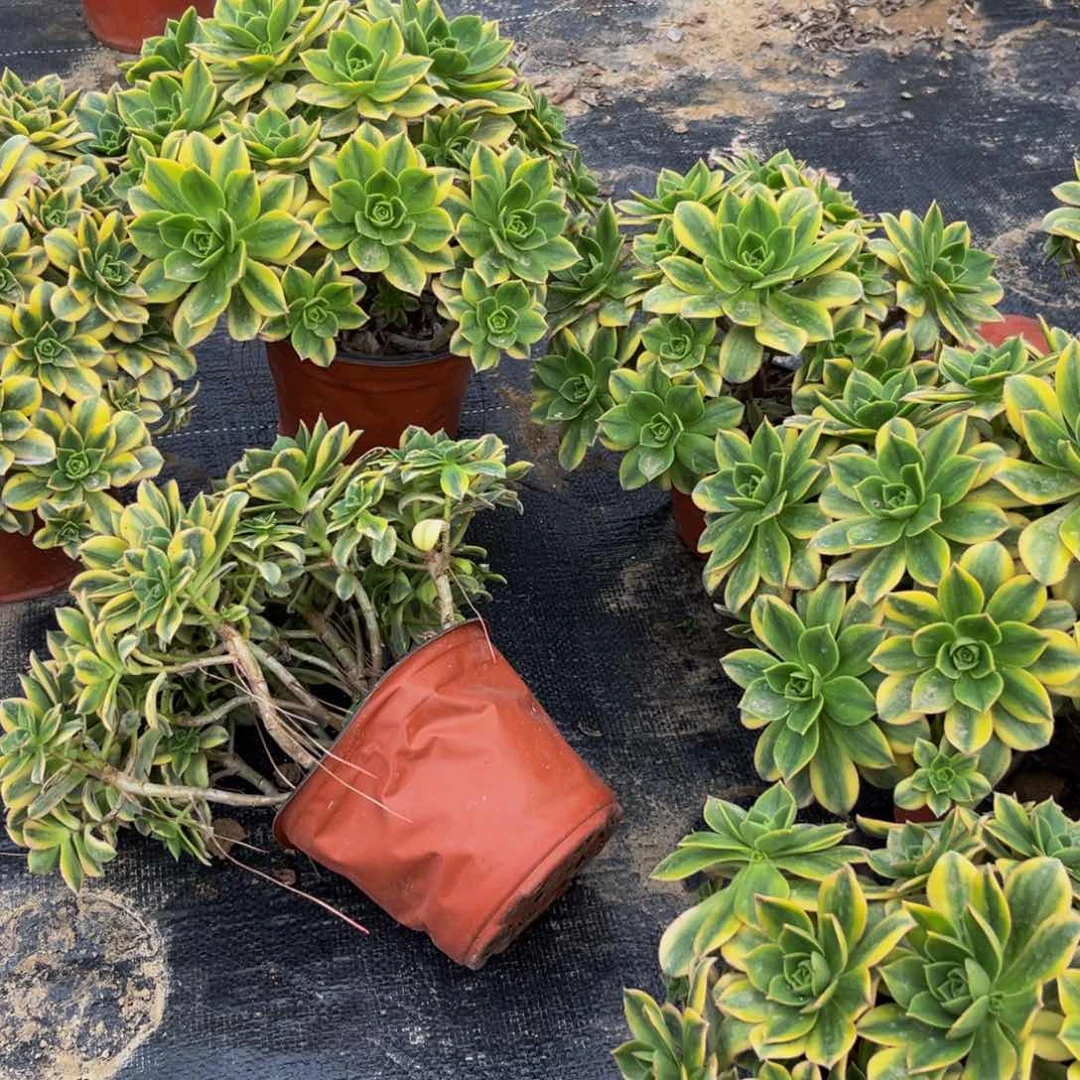 星爆多肉植物捧花的