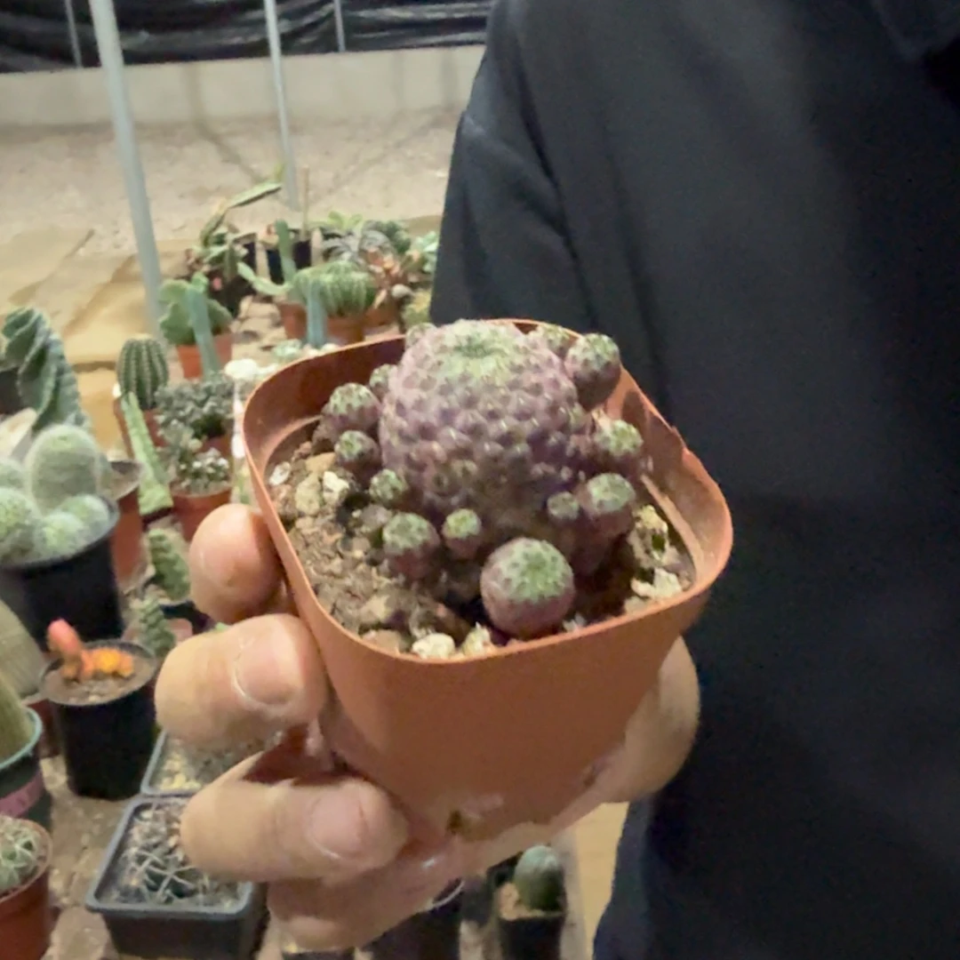 实生紫丽丸带盆带土