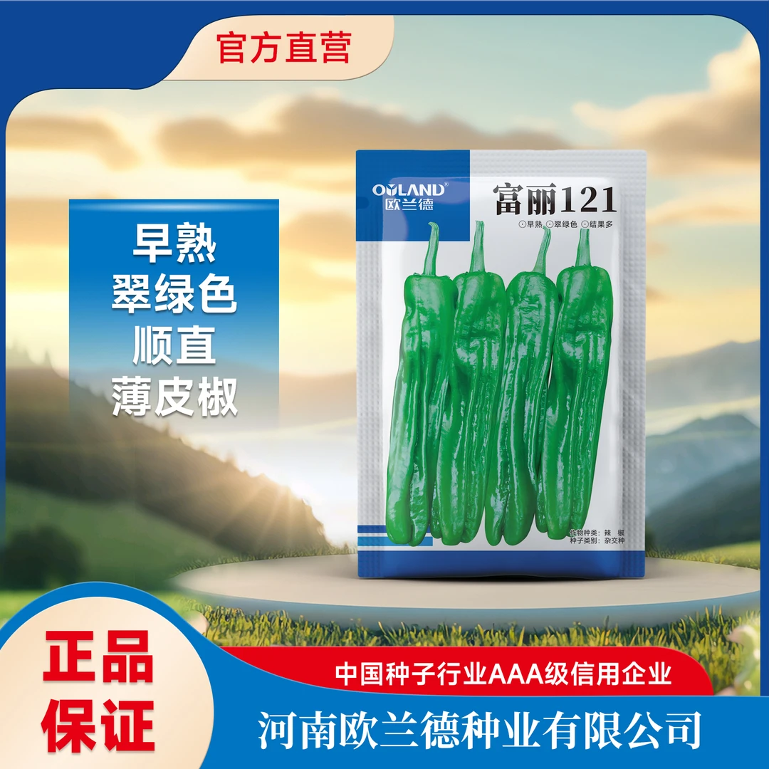 【富丽121】果长18-23cm精品大果薄皮椒种子早熟顺直翠绿坐果多