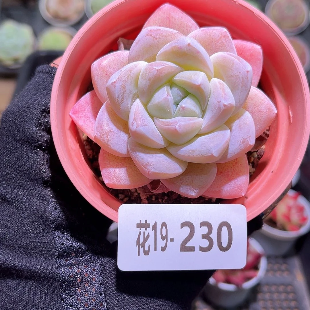 花利美19-230冰玉单头