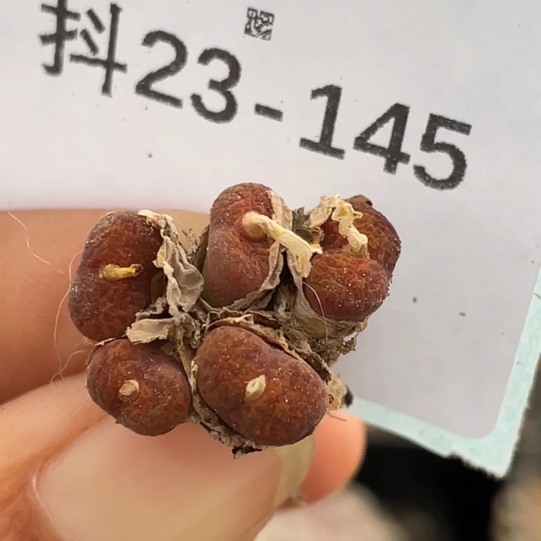 23-145朱雀勋章肉锥