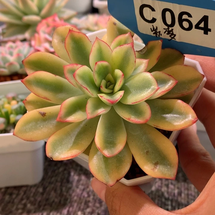 紫梦覆轮锦有根有