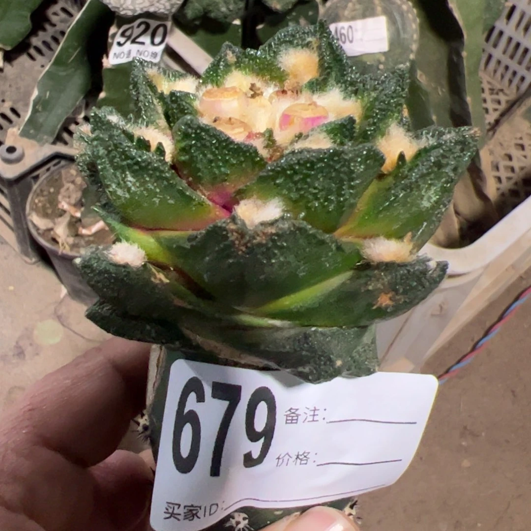 宽尤勃氏牡丹仙人球679