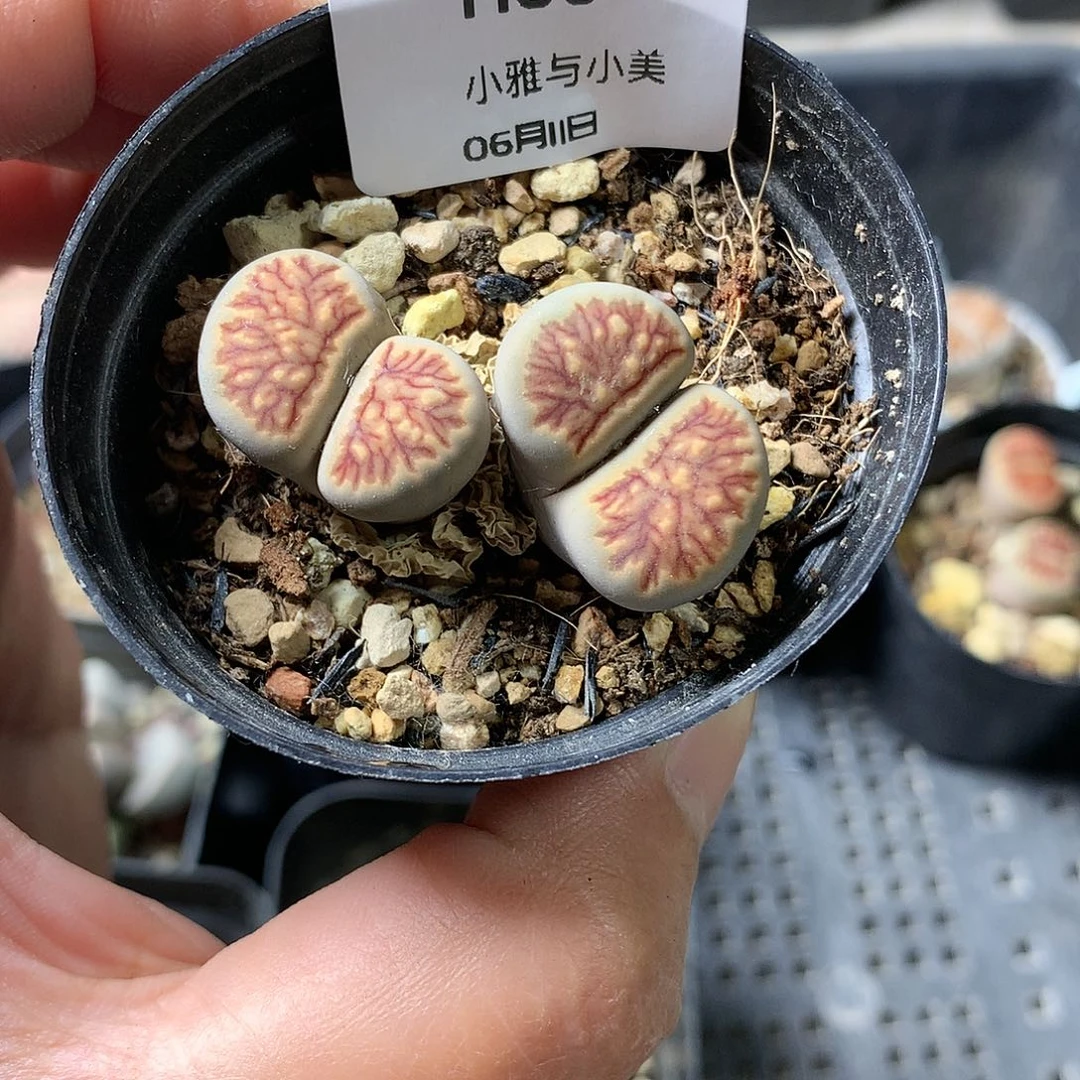 煎***?H36多肉植物保护研究所