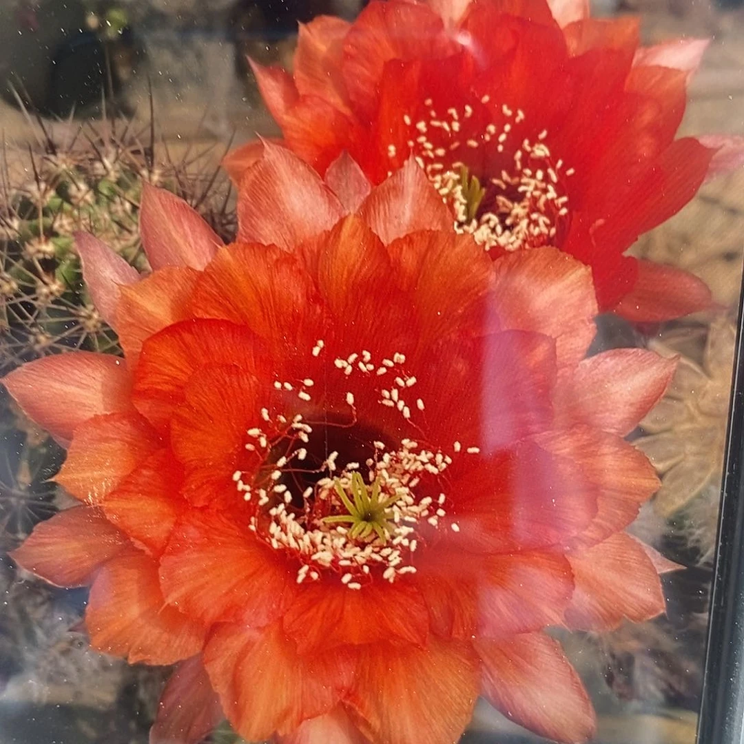 彩 围裙侧芽歪5公分以上