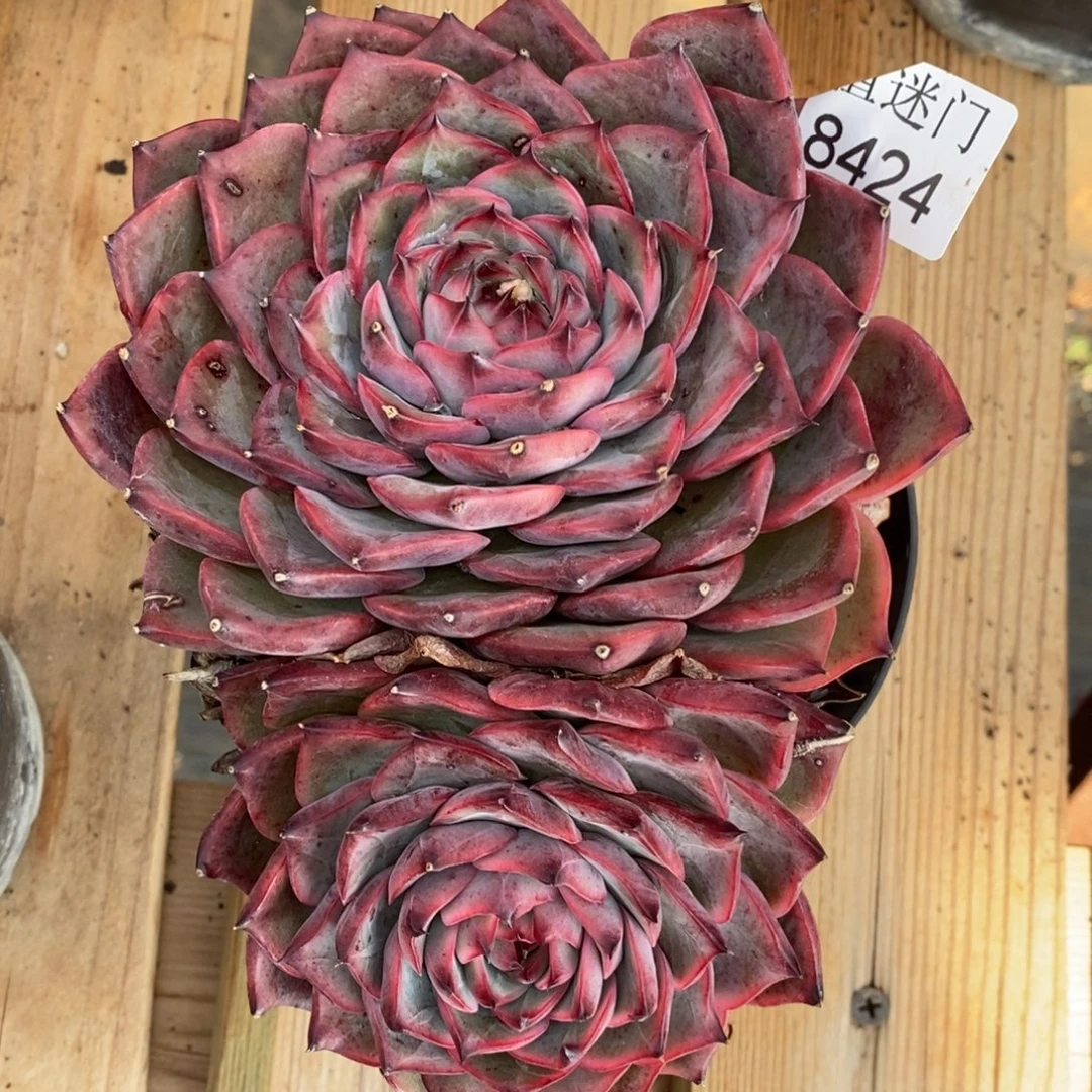 稻***…杂交精品多肉8424~15厘米