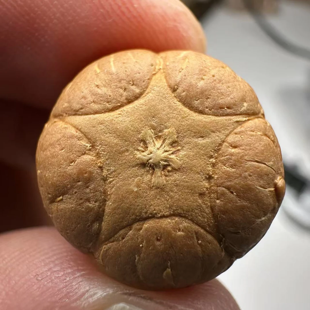 尼泊尔五星菩提，尺寸18，sss系列，货号99
