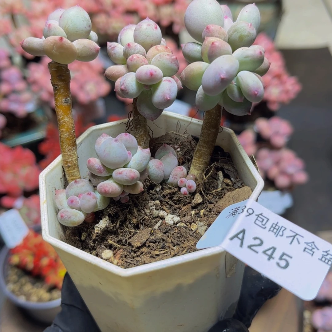 245四代苹果奶7厘米（不包整）