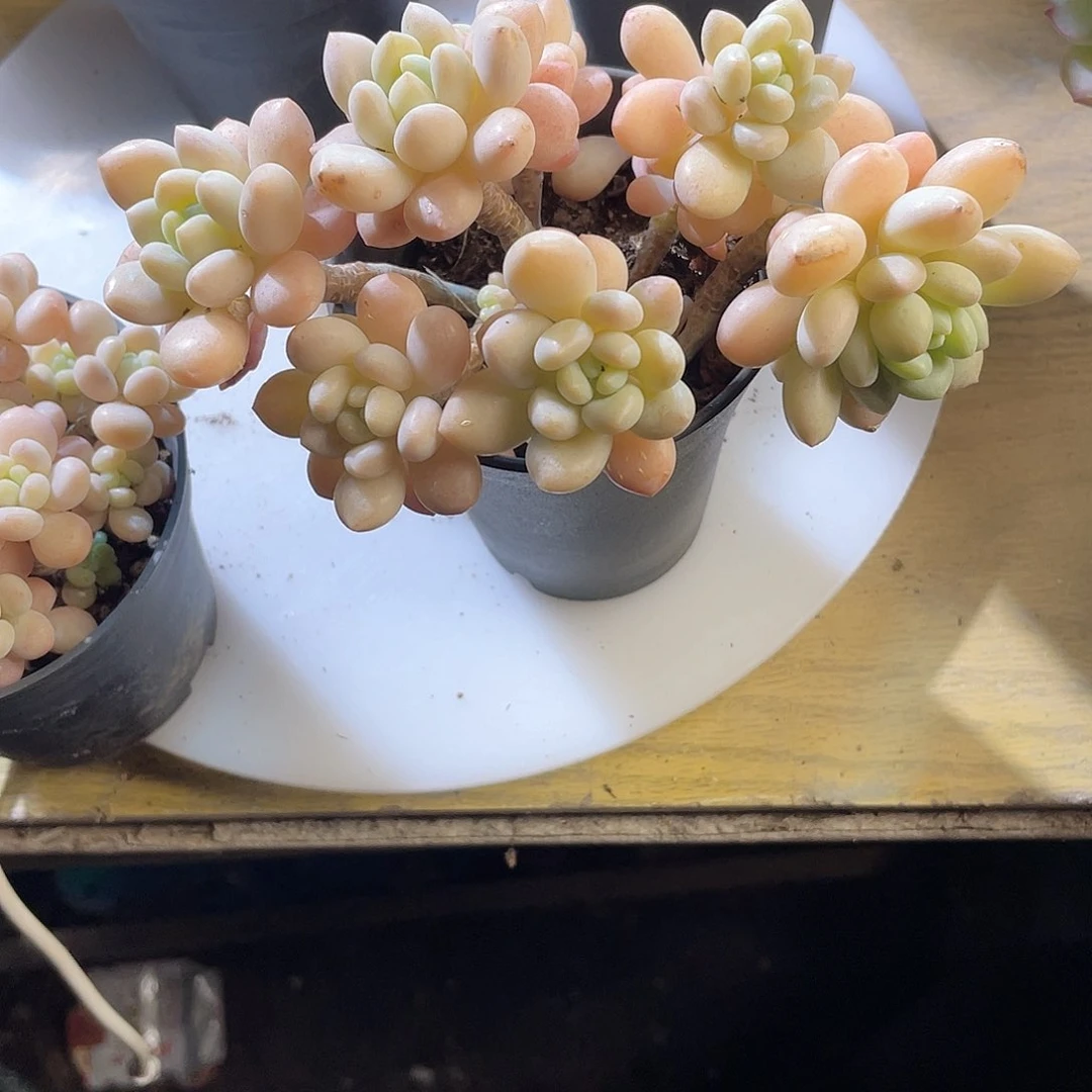 玖***糖1633 洛可可 六月六