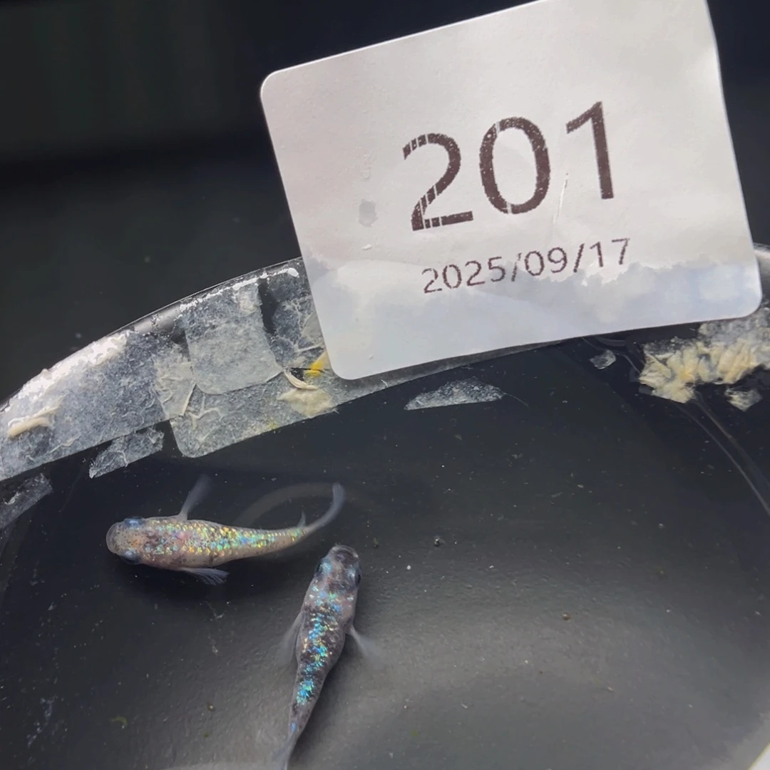 青鳉201月华短一对