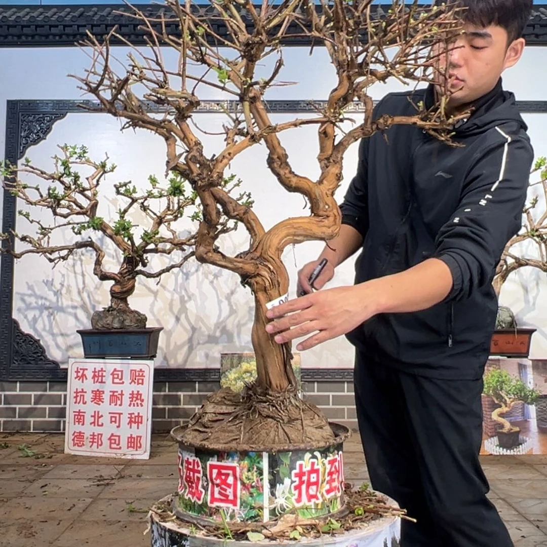 无花朵金银花开花14598385