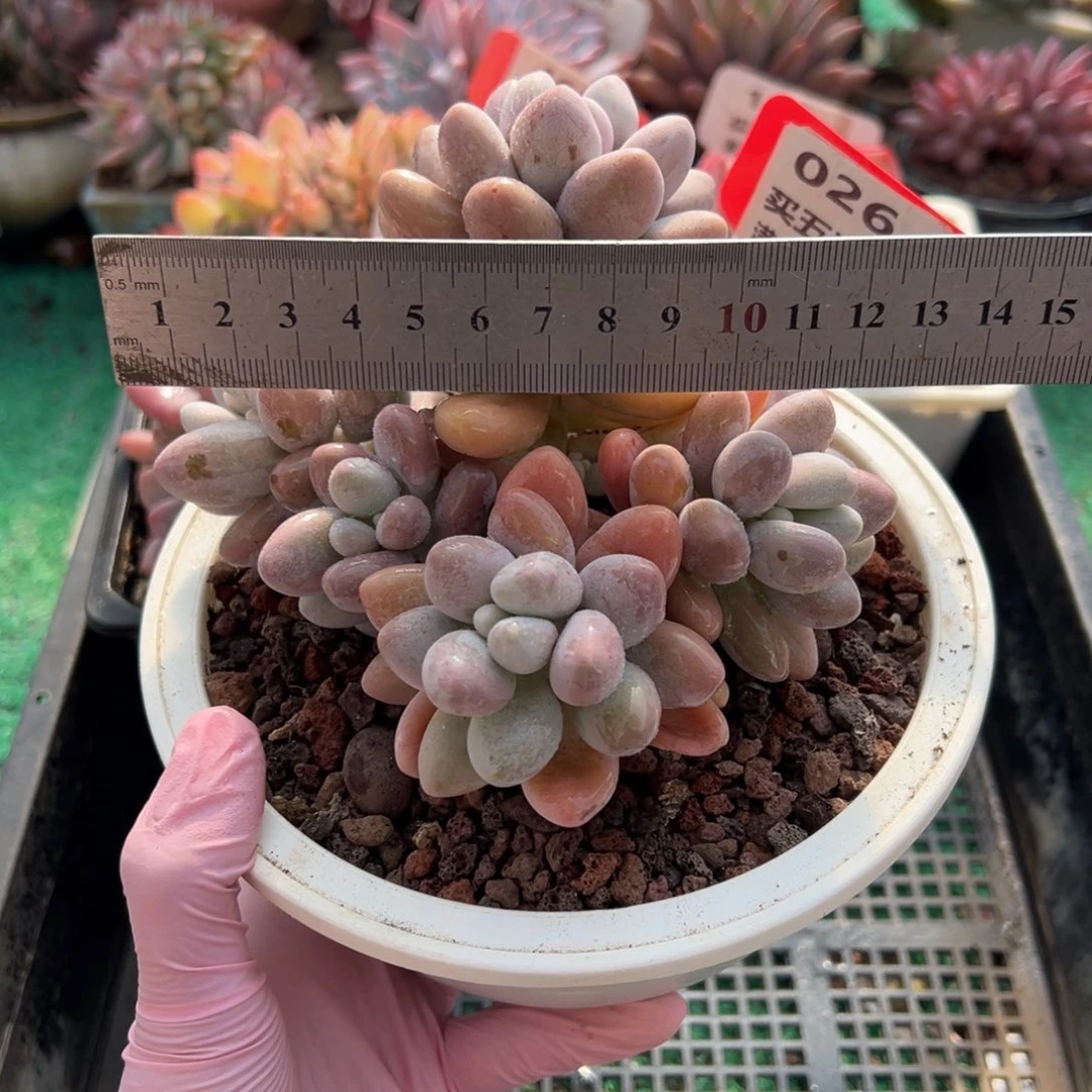 表妹精品多肉植物026.