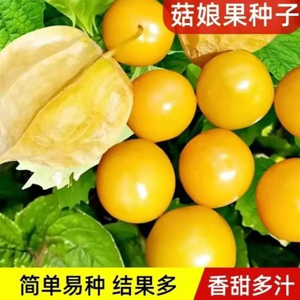 【姑娘果种子】洋姑娘水果甜菇娘果大时令应季菇娘子东北浆果水果蔬