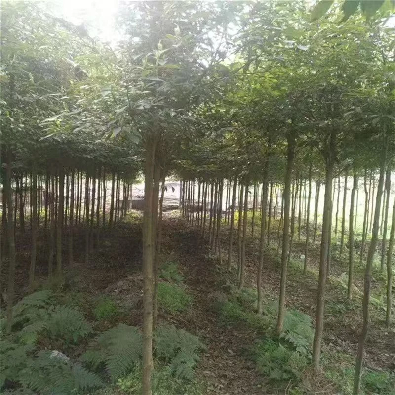正宗名贵金丝楠木树苗小叶桢楠｜带土带叶截尖发货
