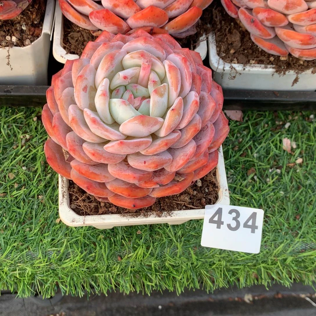 434橙子多肉植物组合
