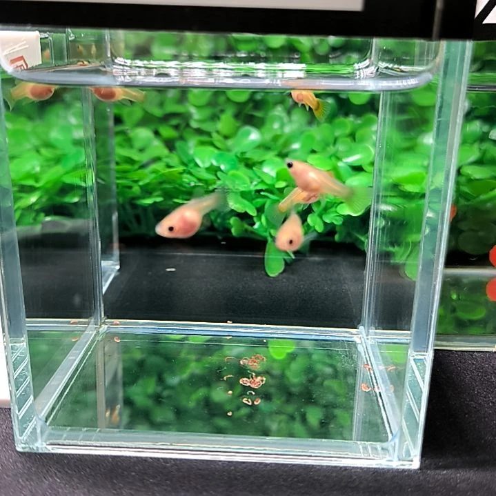 孔雀鱼黄金玻璃猫苗子6条憨一条备损