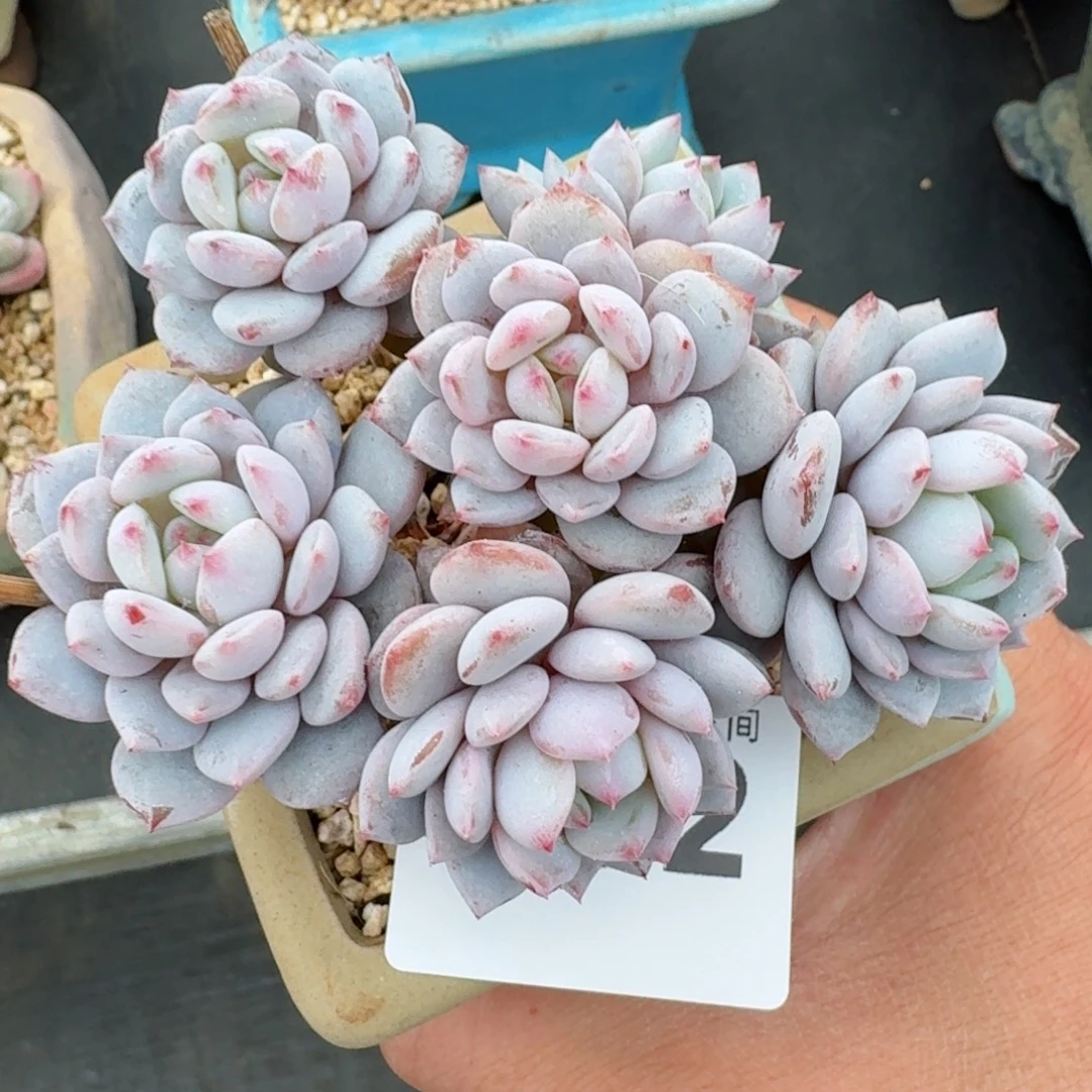 星星橙      愿你一路坦途，乘风破浪展宏图