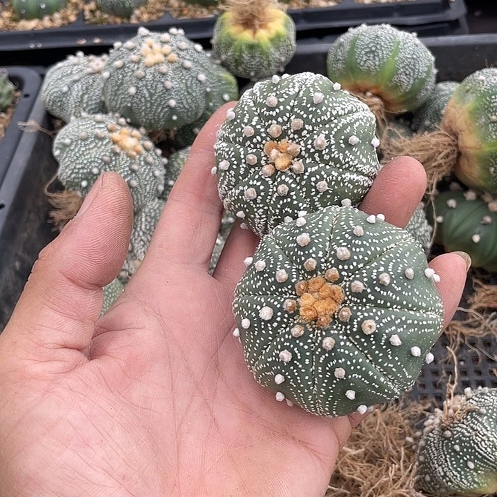 焕***…无花朵兜两个福利款