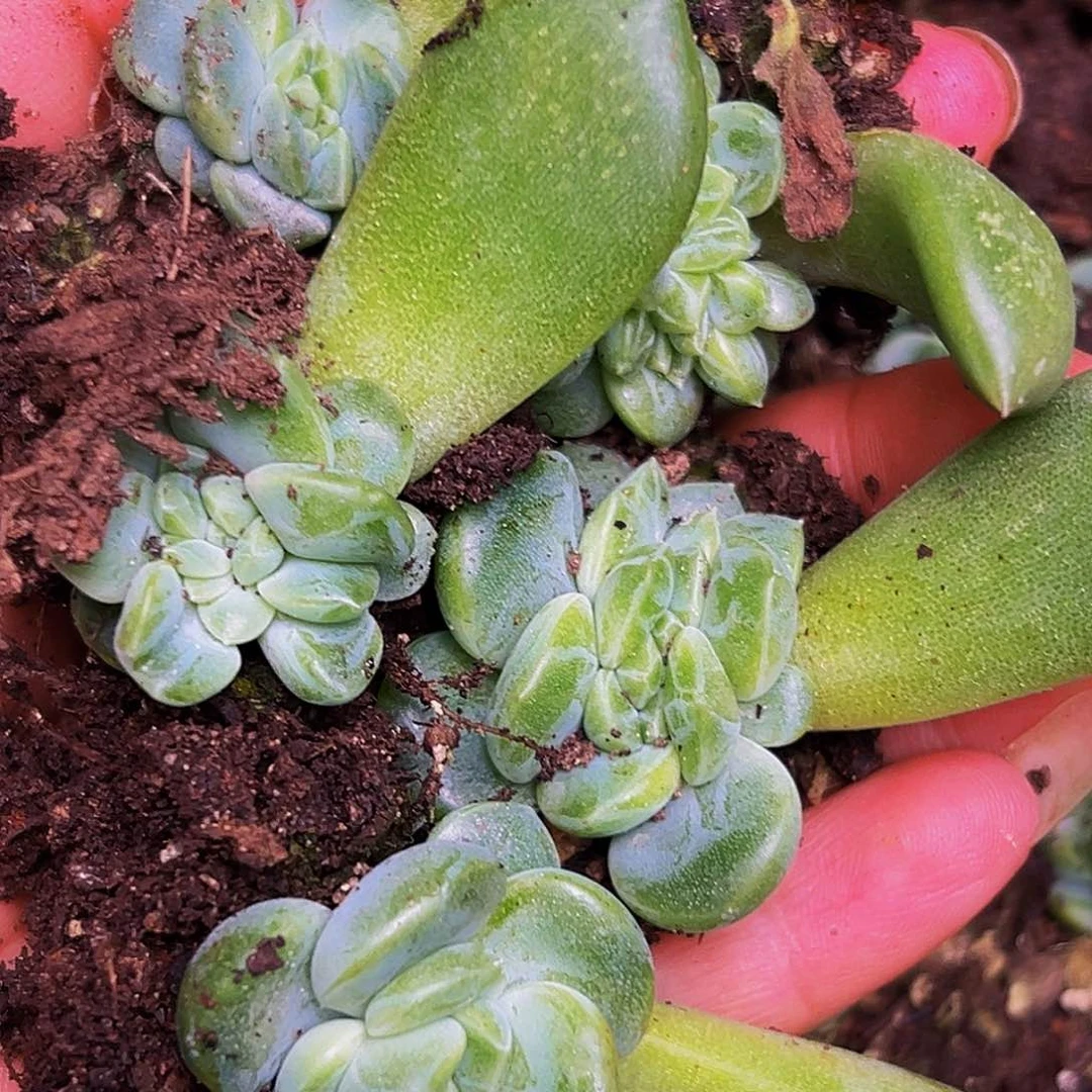 遗***风5颗美人系列多肉植物
