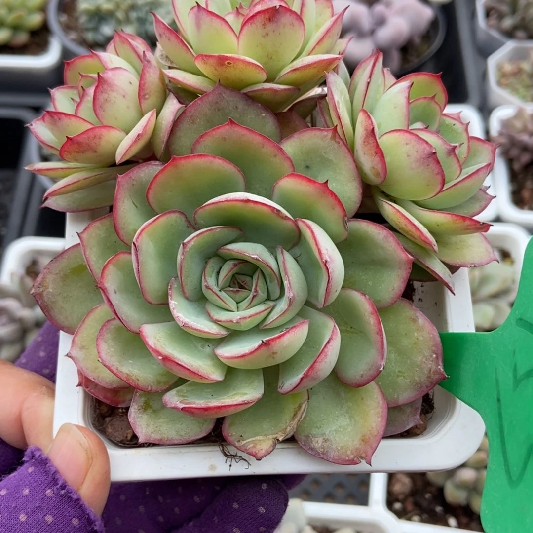 753牡丹亭多肉植物