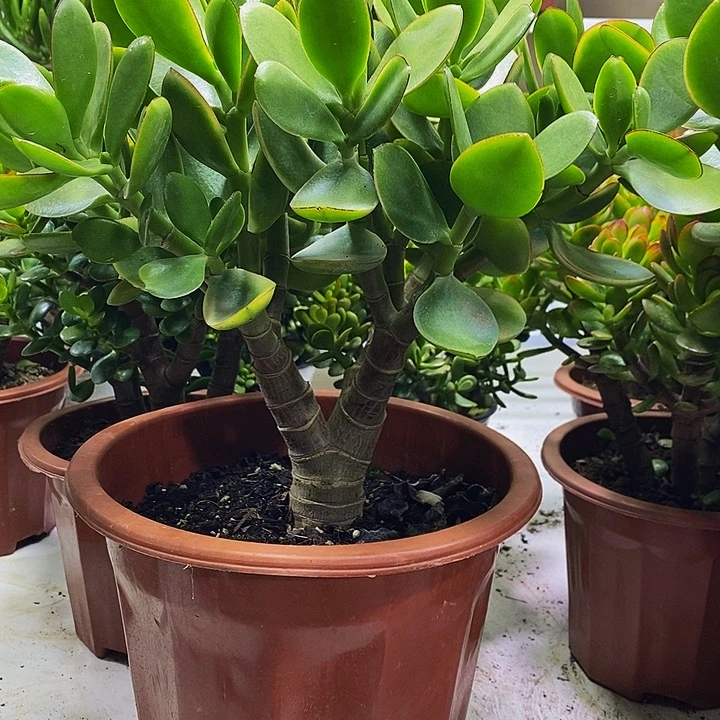 完全开放老桩玉树景一物一拍多肉植物