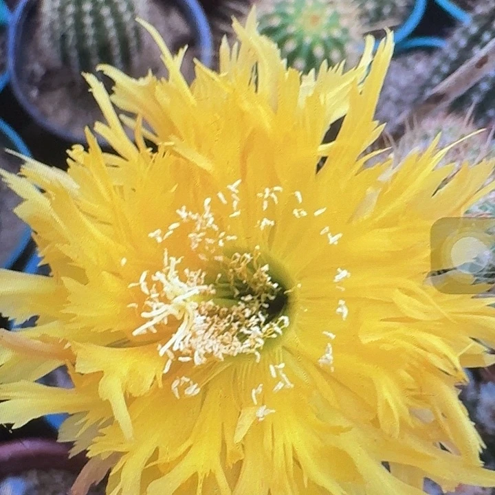 黄锯齿侧芽5公分左右毛花柱（20包邮）